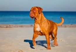 LE DOGUE DE BORDEAUX