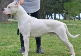 THE ARGENTINE DOGO