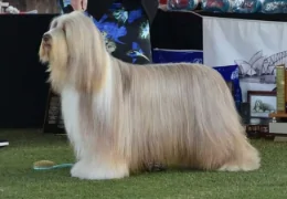 THE BEARDED COLLIE