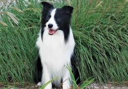 DER BORDER COLLIE