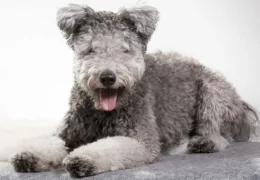 DER PUMI