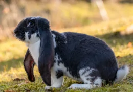 THE ENGLISH LOP RABBIT