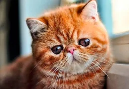 THE EXOTIC SHORTHAIR CAT