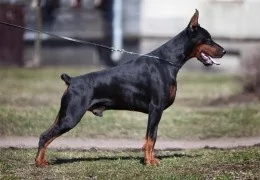 DER DOBERMANN