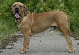 IL FILA BRASILEIRO