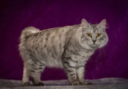 THE CYMRIC CAT