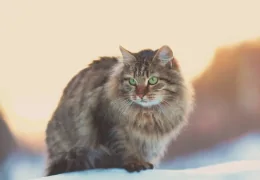 THE SIBERIAN CAT