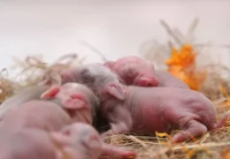 MA LAPINE VA DEVENIR MÈRE, QUE DOIS-JE FAIRE ?