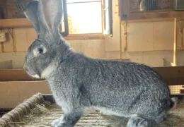 LE LAPIN GÉANT DE FLANDRE