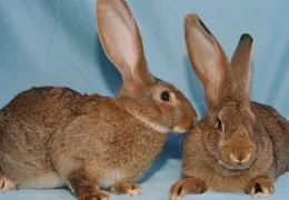 THE SPANISH GIANT RABBIT