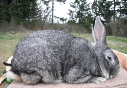 DAS GROSSE CHINCHILLA-KANINCHEN