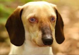 DAS HIMALAYISCHE MUSTER BEI HUNDEN