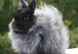 THE JERSEY WOOLY RABBIT