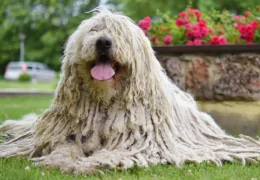 DER KOMONDOR