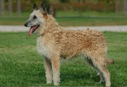 THE BELGIAN LAEKENOIS SHEPHERD DOG