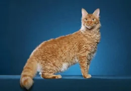 O GATO LAPERM