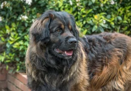 O LEONBERGER