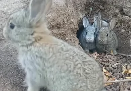 A MINHA COELHA DEVE CRIAR AS SUAS CRIAS NO CHÃO?