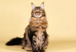 THE MAINE COON CAT