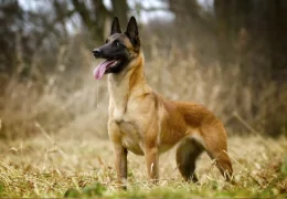 LE BERGER BELGE MALINOIS