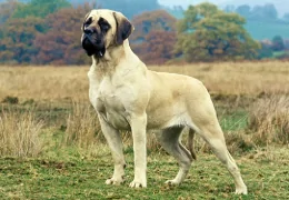 EL MASTIFF