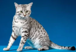 THE EGYPTIAN MAU CAT