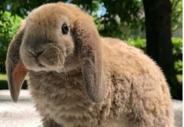 THE MINI PLUSH LOP DWARF RABBIT