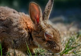 MYXOMATOSIS