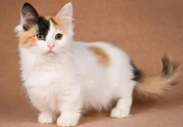 THE MUNCHKIN CAT