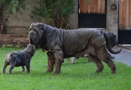 THE NEAPOLITAN MASTIFF