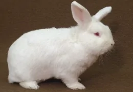 THE NEW ZEALAND RABBIT