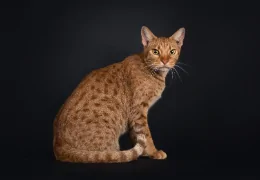 LE CHAT OCICAT