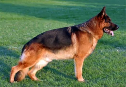 THE GERMAN SHEPHERD DOG