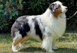 THE AUSTRALIAN SHEEPDOG