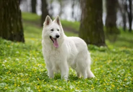 DER WEISSE SCHWEIZER SCHÄFERHUND