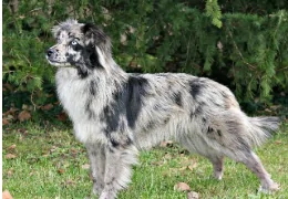 THE PYRENEAN SHEPHERD DOG WITH A FLAT FACE