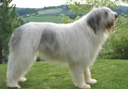 THE MIORITZA ROMANIAN SHEPHERD DOG