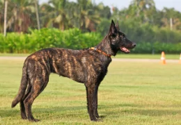 THE DUTCH SHEPHERD DOG