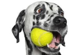 THE DANGER OF TENNIS BALLS