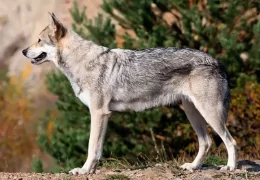 THE SAARLOOS WOLFDOG