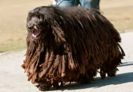 THE BERGAMASCO SHEEPDOG