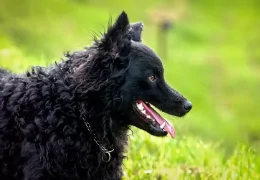 IL CANE DA PASTORE CROATO