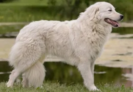 THE MAREMMA AND ABRUZZO SHEPHERD DOG