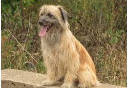 THE LONG-HAIRED PYRENEAN SHEPHERD DOG