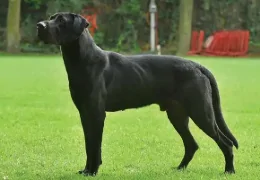 EL PERRO PASTOR MALLORQUÍN