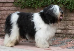 THE POLISH PLAINS SHEEPDOG