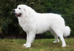 LE CHIEN DE BERGER POLONAIS PODHALE