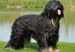 THE PORTUGUESE SHEPHERD DOG