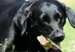 PORQUE É QUE O MEU CÃO NÃO DEVE BRINCAR COM PEDRAS?