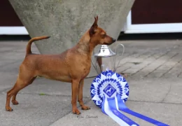 LE MINIATURE PINSCHER